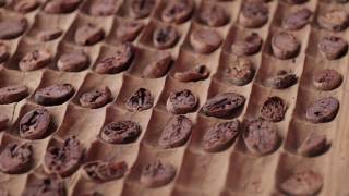 How chocolate is made The process of making chocolate from the cocoa bean to the bar [upl. by Catarina]