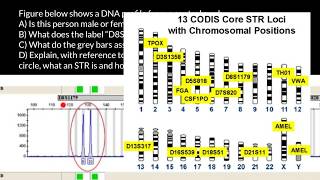 How to understand STR electropherogram [upl. by Quartas]