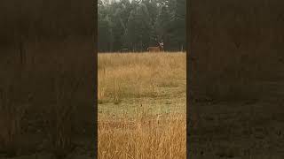 Curious red deer 🦌 [upl. by Gertrudis869]