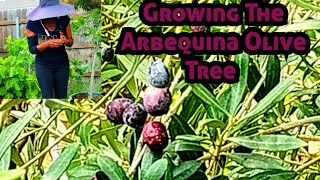 How To Grow A Arbequina Olive Tree 🫒 [upl. by Pacien559]