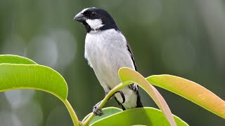 Bigodinho cantando na natureza para estímulo de canto nos machos e apronte de fêmeas [upl. by Nadler]