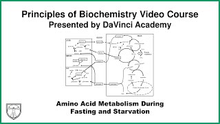 Amino Acid Metabolism During Fasting and Starvation Metabolism 19 of 21 [upl. by Selimah]