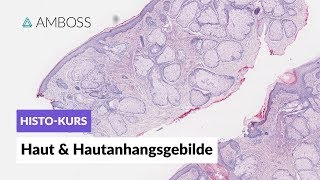 Histologie Haut amp Hautanhangsgebilde  Mikroskopische Anatomie  AMBOSS Video [upl. by Callan]