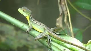 Un basilic vert à plume Basiliscus plumifrons ou lézard JésusChrist [upl. by Portwin]