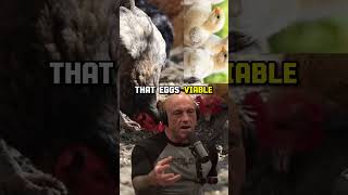 Understanding Chicken Behavior The Strange World of Brooding Hens  Joe Rogan Experience 2038 [upl. by Kwok]