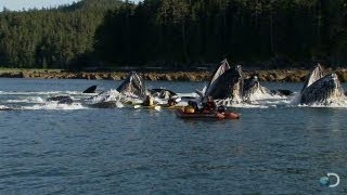 Humpback Whales Startle Kayakers  North America [upl. by Lyndy786]