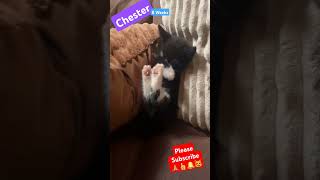 Rescue Kitten 救援小猫睡觉 Cutest Sleepy Kitten 8 weeks kitten rescued from car engine viral cutecats [upl. by Laud443]