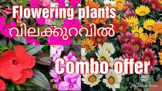 Flowering plants low cost combo offer online sale  malayalam new [upl. by Ebert]