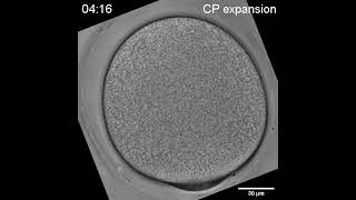 Microscopic TimeLapse of Cell Shape Changes in Ascidian Oocytes After Fertilization [upl. by Suiremed]