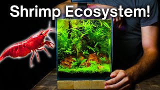 I Made a Nano Aquarium For Cherry Shrimp Here’s How [upl. by Aicilla903]