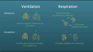 Ventilation vs Respiration [upl. by Arriaes]