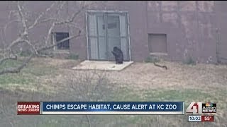 Chimps escape habitat cause alert at KC Zoo [upl. by Notnats717]