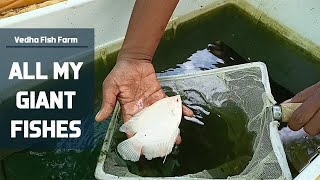 All my giant fishes in Aquarium  Vedha Fish Farm [upl. by Clough]