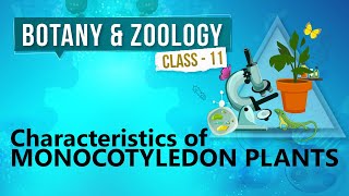 Characteristics of Monocotyledon Plants  Kingdom Plantae  Biology Class 11 [upl. by Kimberlee]