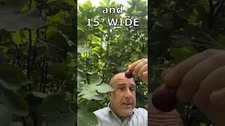 We grow DWARF fig trees and show you why Fig Trees get REALLY BIG [upl. by Yerocal]