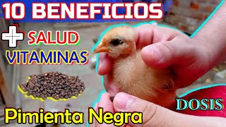 ▶ ¿Por qué dar PIMIENTA NEGRA⚫ a POLLITOS🐥🐤 y GALLINAS🐔  Remedios Naturales [upl. by Eirojram]