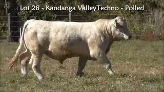 Lot 28 Kandanga Valley Techno POLLED Charolais Sells 3rd August 2024 [upl. by Nelubez409]