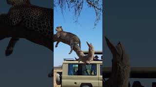 Incredible Wildlife Captured in Africa [upl. by Buck134]