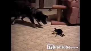 Die Spinne spielt mit dem Hund Lustige Tiere Spider and dog Funny dogs [upl. by Niwrud400]