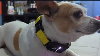 Fi Smart Dog Collar Series 3 Unboxing amp Overview [upl. by Ingraham660]