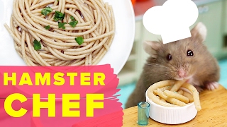 Watch This Hamster Make A Tasty Recipe [upl. by Ferreby168]