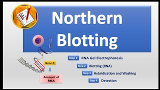 Northern Blotting [upl. by Airdni]