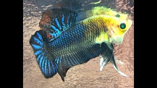 AMAZING NEON CROSS BETTA SPLENDENS 🐲🐠bettafish [upl. by Nyrhtac]