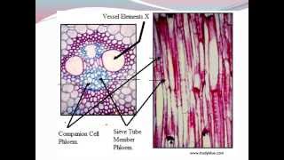 IGCSE 27 Translocation [upl. by Sadoff353]