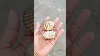 Finding seafood Scallops giant oyster chantreastvnine shortvideo [upl. by Leile76]