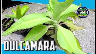 COMO SE USA LA DULCAMARA PLANTA MEDICINAL amp PARA QUE SIRVE  abacuq2000 vlogs [upl. by Westney887]