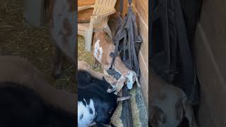 Poor Reesie 🥰 animal funny farmanimalrescue love goat animalrescue [upl. by Carree]