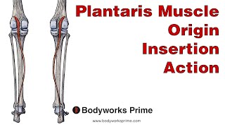 Plantaris Anatomy Origin Insertion amp Action [upl. by Inol]