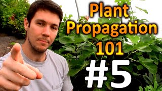 Plant Propagation 101 5  How do I Overwinter My Rooted Cuttings [upl. by Farny973]