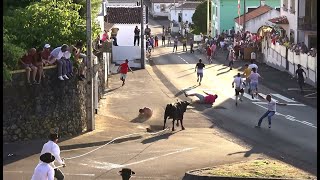 Tourada Rua Longa  Touros EG 221624345  1872024  Ilha Terceira  Açores [upl. by Aikyn]