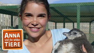 Praktikum bei den Pinguinen  Reportage für Kinder  Anna und die wilden Tiere [upl. by Yemarej409]