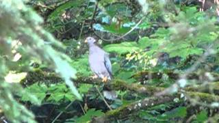 band tailed pigeon head bobbing [upl. by Mij]