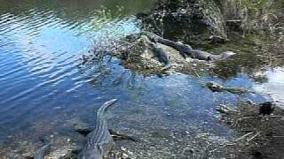 Alligators on the Anhinga Trail at Royal Palm Hammock Everglades Park [upl. by Fredelia]