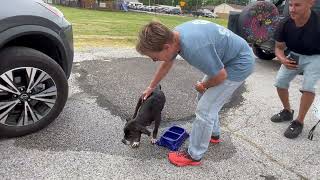 Old dog rescued from heat  Stray Rescue of StLouis [upl. by Aluino]