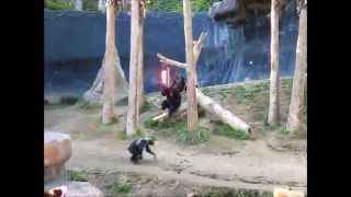 Crazy Chimp Fight With A Lightsaber [upl. by Gibbie574]