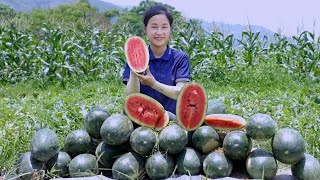 1 Days Harvesting Watermelon Eggplants and Tomatoes Goes to the market sell  Lý Thị Ngọc [upl. by Buonomo]