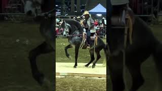 CABALLO BAILADORCharro compite con caballo bailador 🇲🇽 Charro competes with dancing horse short [upl. by Pros857]