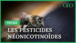 Disparition des abeilles  les pesticides néonicotinoïdes en 10 questions à Stéphane Foucart [upl. by Cynthla]