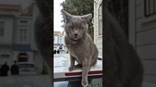 The most psychotic aggressive Gray cat I have ever seen [upl. by Ahseekat]