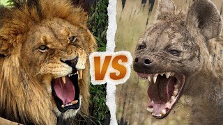 LION vs HYÈNE  Qui est le roi de la savane [upl. by Arlie320]