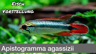 Apistogramma agassizii Agassiz’ Zwergbuntbarsch  Liquid Nature Fisch Vorstellung [upl. by Ocram565]