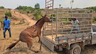 A MULA FOI EMBORA DA FAZENDA 😨 FOMOS BUSCAR [upl. by Ahsilyt]