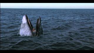 Girl Gets Swallowed By Whale  Viewer Discretion [upl. by Nagad]