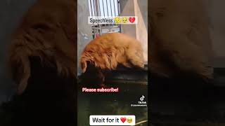 Heartwarming petrescue pets dogrescue heartwarming hearttouching Credit to jasonmoments [upl. by Diver]