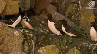 A guillemot chicks heartstopping leap from 400 feet  Highlands  Scotlands Wild Heart [upl. by Siravart]