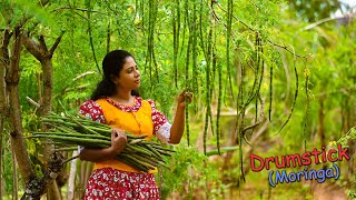 Delicious Drumsticks Moringa Pods Recipes for tasty amp colourful lunch table  Traditional Me [upl. by Yrellav]